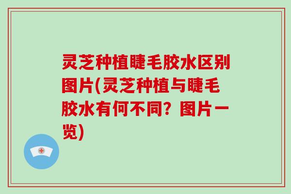 灵芝种植睫毛胶水区别图片(灵芝种植与睫毛胶水有何不同?图片一览) 灵芝种植睫毛胶水区别图片(灵芝种植与睫毛胶水有何不同?图片一览)