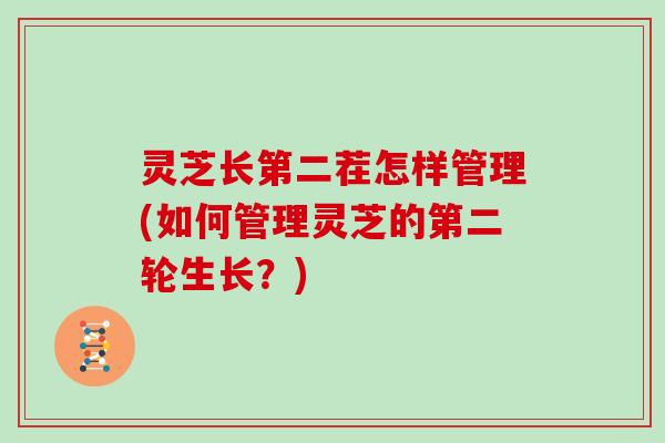 灵芝长第二茬怎样管理(如何管理灵芝的第二轮生长？)
