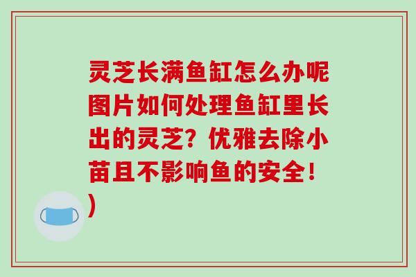 灵芝长满鱼缸怎么办呢图片如何处理鱼缸里长出的灵芝?优雅去除小苗且不影响鱼的安全!) 灵芝长满鱼缸怎么办呢图片如何处理鱼缸里长出的灵芝?优雅去除小苗且不影响鱼的安全!)