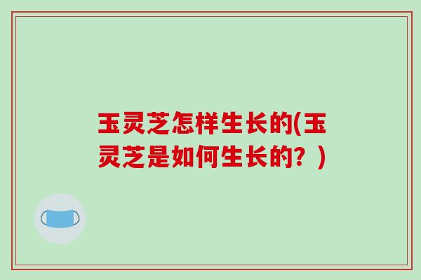 玉灵芝怎样生长的(玉灵芝是如何生长的?) 玉灵芝怎样生长的(玉灵芝是如何生长的?)