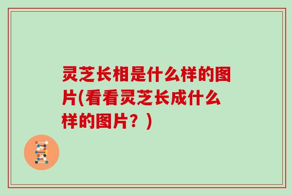 灵芝长相是什么样的图片(看看灵芝长成什么样的图片?) 灵芝长相是什么样的图片(看看灵芝长成什么样的图片?)