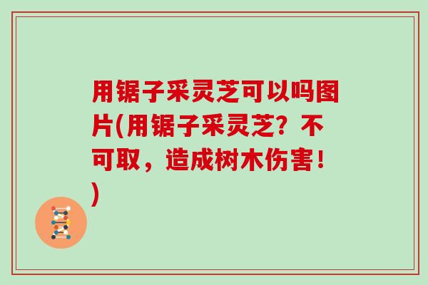 用锯子采灵芝可以吗图片(用锯子采灵芝?不可取,造成树木伤害!) 用锯子采灵芝可以吗图片(用锯子采灵芝?不可取,造成树木伤害!)
