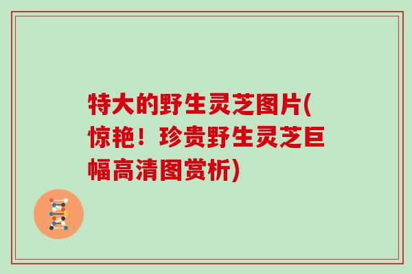特大的野生灵芝图片(惊艳!珍贵野生灵芝巨幅高清图赏析) 特大的野生灵芝图片(惊艳!珍贵野生灵芝巨幅高清图赏析)