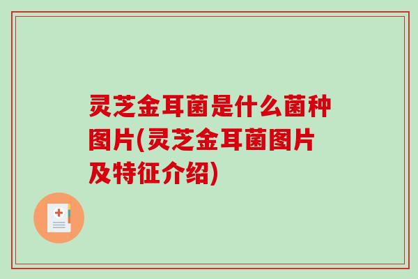 灵芝金耳菌是什么菌种图片(灵芝金耳菌图片及特征介绍) 灵芝金耳菌是什么菌种图片(灵芝金耳菌图片及特征介绍)