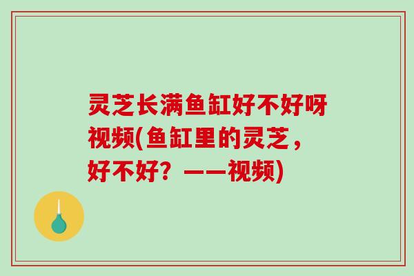 灵芝长满鱼缸好不好呀视频(鱼缸里的灵芝,好不好?——视频) 灵芝长满鱼缸好不好呀视频(鱼缸里的灵芝,好不好?——视频)