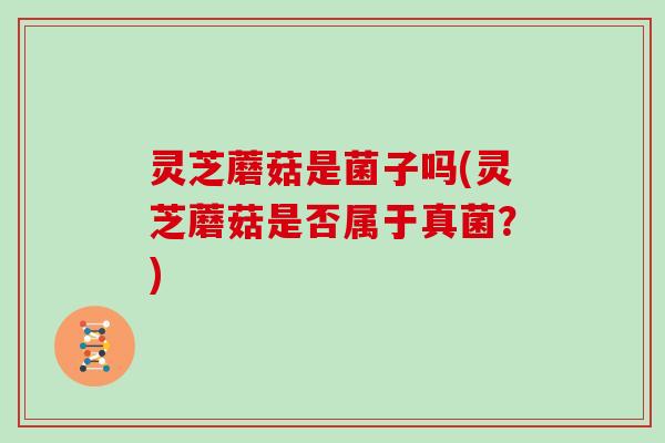 灵芝蘑菇是菌子吗(灵芝蘑菇是否属于真菌?) 灵芝蘑菇是菌子吗(灵芝蘑菇是否属于真菌?)