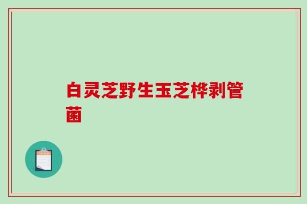 白灵芝野生玉芝桦剥管菌 白灵芝野生玉芝桦剥管菌