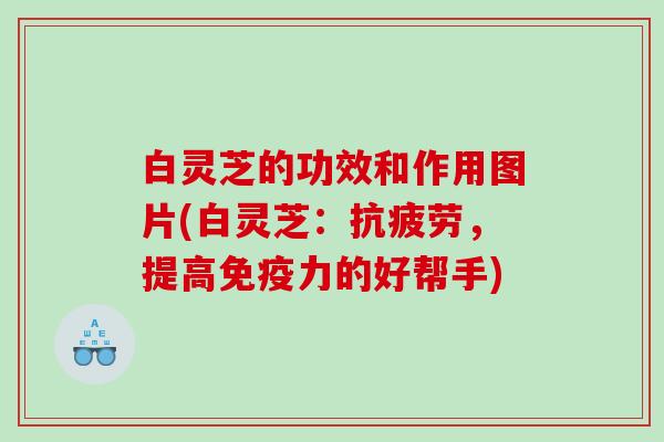 白灵芝的功效和作用图片(白灵芝:,提高免疫力的好帮手) 白灵芝的功效和作用图片(白灵芝:,提高免疫力的好帮手)