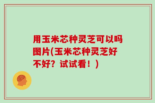 用玉米芯种灵芝可以吗图片(玉米芯种灵芝好不好？试试看！)