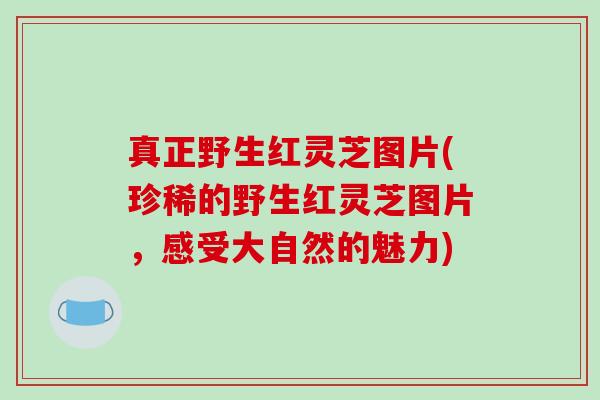 真正野生红灵芝图片(珍稀的野生红灵芝图片,感受大自然的魅力) 真正野生红灵芝图片(珍稀的野生红灵芝图片,感受大自然的魅力)