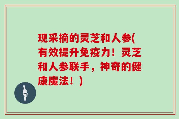 现采摘的灵芝和人参(有效提升免疫力！灵芝和人参联手，神奇的健康魔法！)