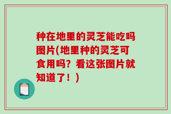 种在地里的灵芝能吃吗图片(地里种的灵芝可食用吗？看这张图片就知道了！)