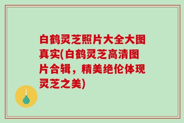 白鹤灵芝照片大全大图真实(白鹤灵芝高清图片合辑，精美绝伦体现灵芝之美)