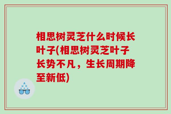 相思树灵芝什么时候长叶子(相思树灵芝叶子长势不凡,生长周期降至新低) 相思树灵芝什么时候长叶子(相思树灵芝叶子长势不凡,生长周期降至新低)