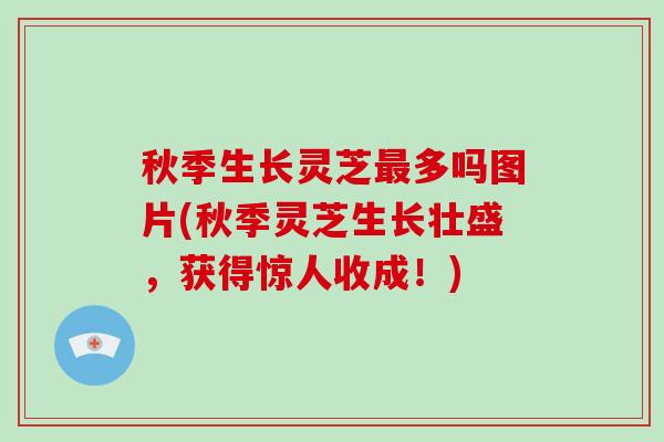 秋季生长灵芝多吗图片(秋季灵芝生长壮盛，获得惊人收成！)