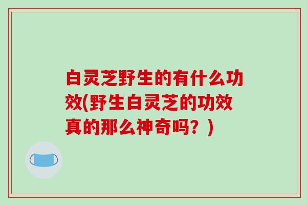 白灵芝野生的有什么功效(野生白灵芝的功效真的那么神奇吗？)