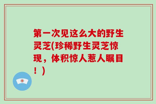 第一次见这么大的野生灵芝(珍稀野生灵芝惊现,体积惊人惹人瞩目!) 第一次见这么大的野生灵芝(珍稀野生灵芝惊现,体积惊人惹人瞩目!)