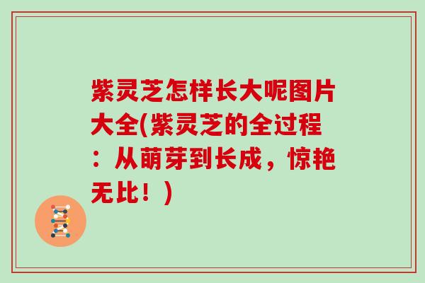 紫灵芝怎样长大呢图片大全(紫灵芝的全过程:从萌芽到长成,惊艳无比!) 紫灵芝怎样长大呢图片大全(紫灵芝的全过程:从萌芽到长成,惊艳无比!)