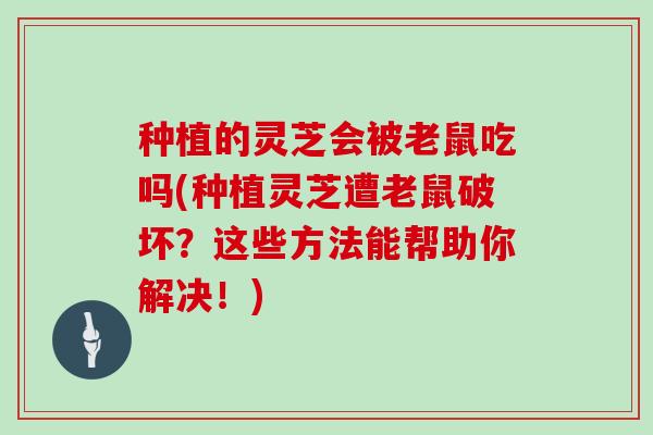 种植的灵芝会被老鼠吃吗(种植灵芝遭老鼠破坏?这些方法能帮助你解决!) 种植的灵芝会被老鼠吃吗(种植灵芝遭老鼠破坏?这些方法能帮助你解决!)