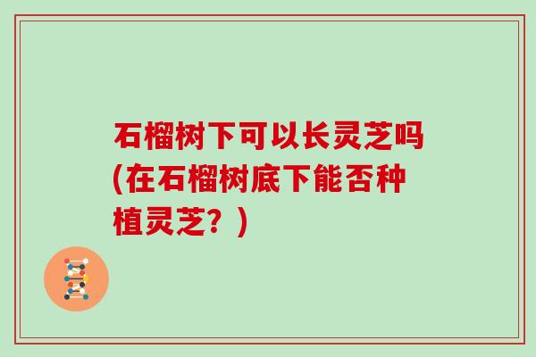 石榴树下可以长灵芝吗(在石榴树底下能否种植灵芝?) 石榴树下可以长灵芝吗(在石榴树底下能否种植灵芝?)