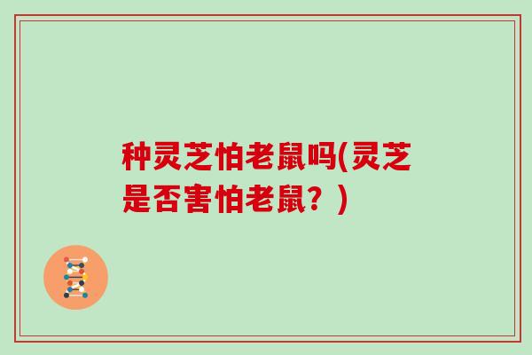 种灵芝怕老鼠吗(灵芝是否害怕老鼠?) 种灵芝怕老鼠吗(灵芝是否害怕老鼠?)