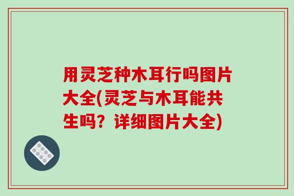 用灵芝种木耳行吗图片大全(灵芝与木耳能共生吗?详细图片大全) 用灵芝种木耳行吗图片大全(灵芝与木耳能共生吗?详细图片大全)