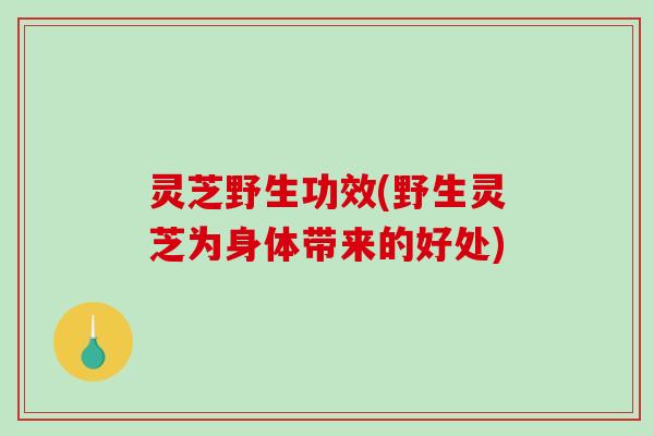 灵芝野生功效(野生灵芝为身体带来的好处) 灵芝野生功效(野生灵芝为身体带来的好处)