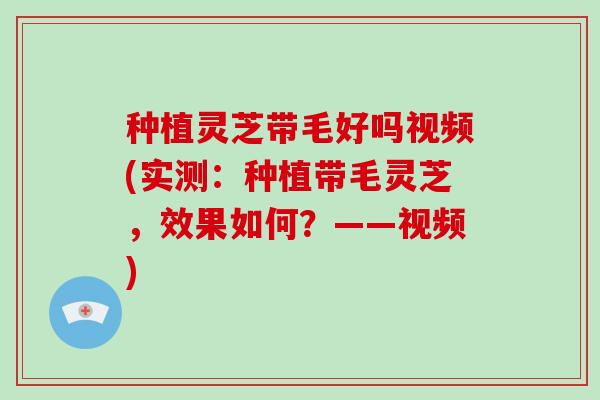 种植灵芝带毛好吗视频(实测:种植带毛灵芝,效果如何?——视频) 种植灵芝带毛好吗视频(实测:种植带毛灵芝,效果如何?——视频)