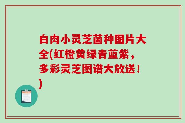 白肉小灵芝菌种图片大全(红橙黄绿青蓝紫,多彩灵芝图谱大放送!) 白肉小灵芝菌种图片大全(红橙黄绿青蓝紫,多彩灵芝图谱大放送!)