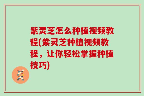 紫灵芝怎么种植视频教程(紫灵芝种植视频教程,让你轻松掌握种植技巧) 紫灵芝怎么种植视频教程(紫灵芝种植视频教程,让你轻松掌握种植技巧)