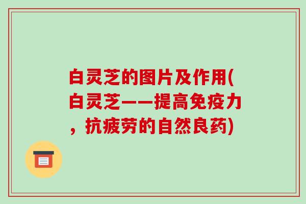 白灵芝的图片及作用(白灵芝——提高免疫力，的自然良药)