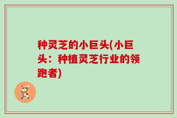 种灵芝的小巨头(小巨头:种植灵芝行业的领跑者) 种灵芝的小巨头(小巨头:种植灵芝行业的领跑者)