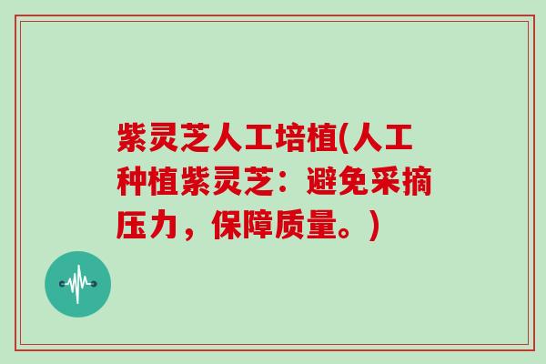 紫灵芝人工培植(人工种植紫灵芝:避免采摘压力,保障质量。) 紫灵芝人工培植(人工种植紫灵芝:避免采摘压力,保障质量。)