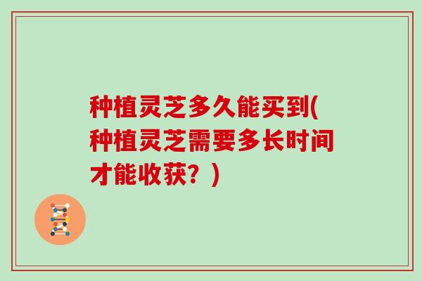 种植灵芝多久能买到(种植灵芝需要多长时间才能收获?) 种植灵芝多久能买到(种植灵芝需要多长时间才能收获?)