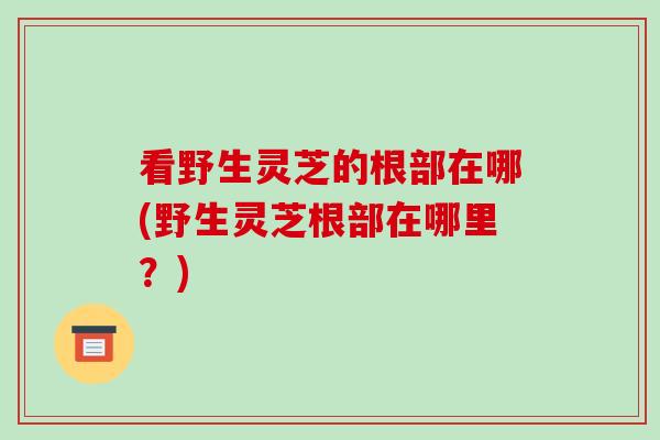 看野生灵芝的根部在哪(野生灵芝根部在哪里？)