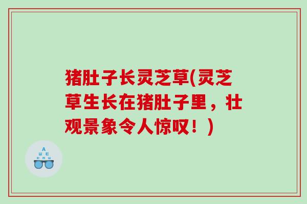 猪肚子长灵芝草(灵芝草生长在猪肚子里,壮观景象令人惊叹!) 猪肚子长灵芝草(灵芝草生长在猪肚子里,壮观景象令人惊叹!)