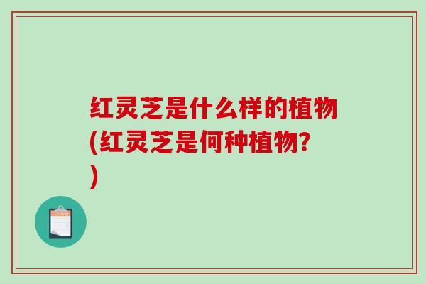 红灵芝是什么样的植物(红灵芝是何种植物？)