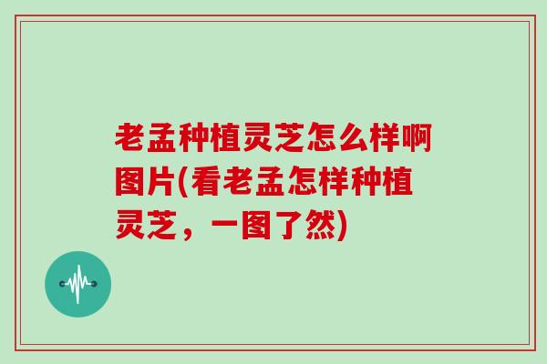 老孟种植灵芝怎么样啊图片(看老孟怎样种植灵芝,一图了然) 老孟种植灵芝怎么样啊图片(看老孟怎样种植灵芝,一图了然)
