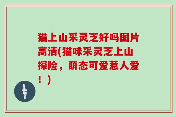 猫上山采灵芝好吗图片高清(猫咪采灵芝上山探险,萌态可爱惹人爱!) 猫上山采灵芝好吗图片高清(猫咪采灵芝上山探险,萌态可爱惹人爱!)