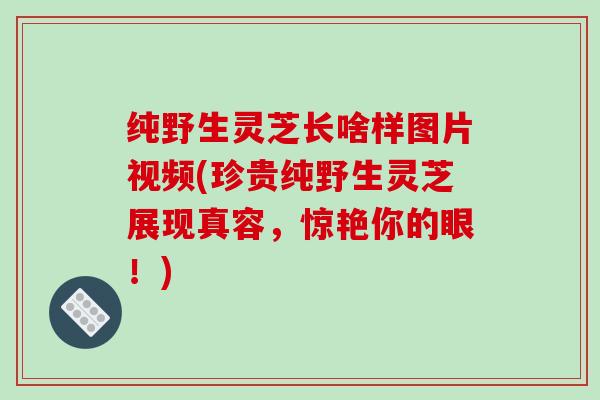 纯野生灵芝长啥样图片视频(珍贵纯野生灵芝展现真容,惊艳你的眼!) 纯野生灵芝长啥样图片视频(珍贵纯野生灵芝展现真容,惊艳你的眼!)