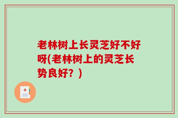 老林树上长灵芝好不好呀(老林树上的灵芝长势良好?) 老林树上长灵芝好不好呀(老林树上的灵芝长势良好?)