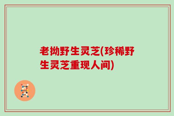 老拗野生灵芝(珍稀野生灵芝重现人间) 老拗野生灵芝(珍稀野生灵芝重现人间)