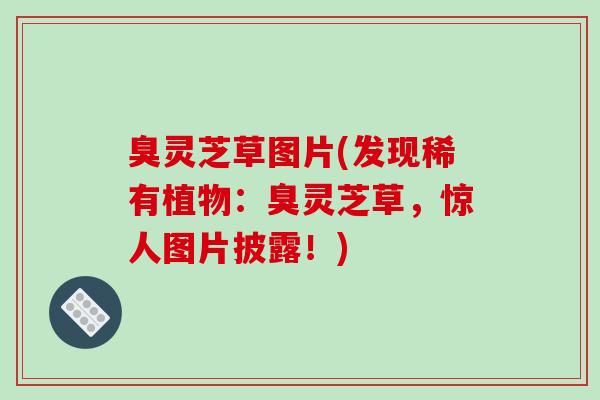 臭灵芝草图片(发现稀有植物:臭灵芝草,惊人图片披露!) 臭灵芝草图片(发现稀有植物:臭灵芝草,惊人图片披露!)