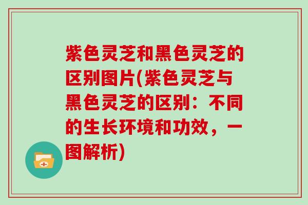 紫色灵芝和黑色灵芝的区别图片(紫色灵芝与黑色灵芝的区别:不同的生长环境和功效,一图解析) 紫色灵芝和黑色灵芝的区别图片(紫色灵芝与黑色灵芝的区别:不同的生长环境和功效,一图解析)