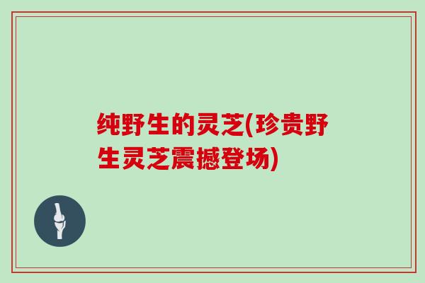 纯野生的灵芝(珍贵野生灵芝震撼登场)