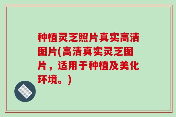 种植灵芝照片真实高清图片(高清真实灵芝图片,适用于种植及美化环境。) 种植灵芝照片真实高清图片(高清真实灵芝图片,适用于种植及美化环境。)