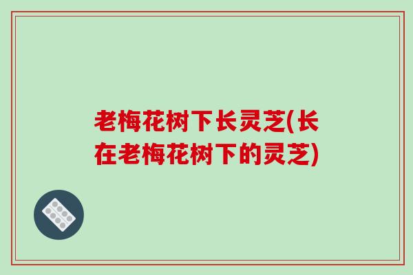 老梅花树下长灵芝(长在老梅花树下的灵芝) 老梅花树下长灵芝(长在老梅花树下的灵芝)