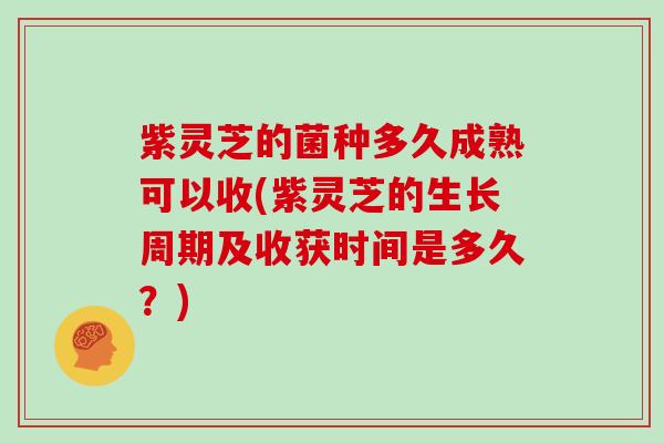 紫灵芝的菌种多久成熟可以收(紫灵芝的生长周期及收获时间是多久？)