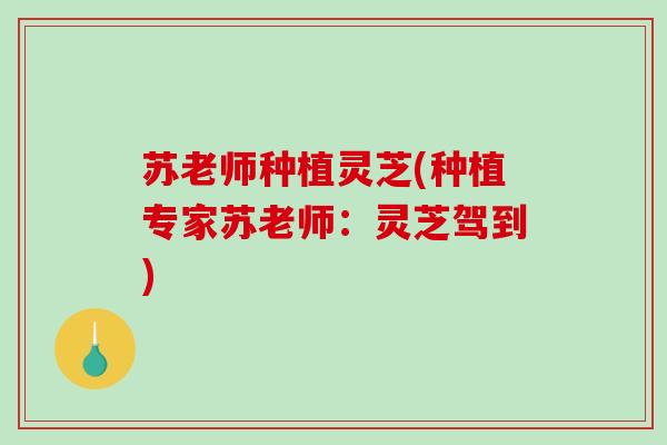 苏老师种植灵芝(种植专家苏老师:灵芝驾到) 苏老师种植灵芝(种植专家苏老师:灵芝驾到)