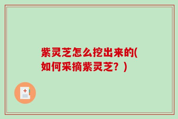 紫灵芝怎么挖出来的(如何采摘紫灵芝?) 紫灵芝怎么挖出来的(如何采摘紫灵芝?)